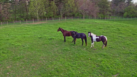 Aerial-View-of-Horses-in-Field