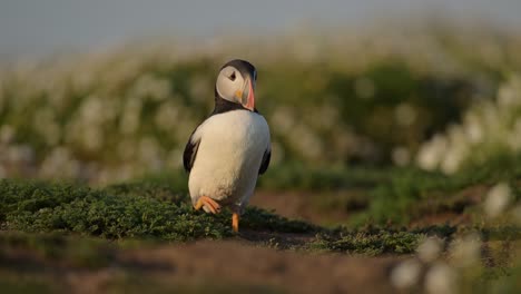 close-up of a puffin in its natural habitat