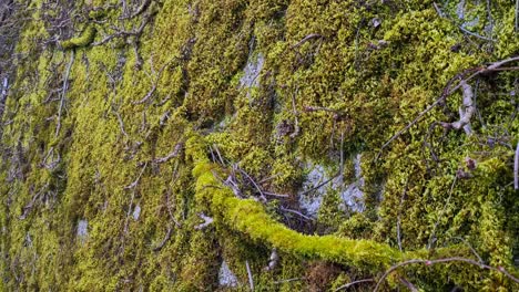 close-up of a weathered wall embraced by lush vines and soft green moss, revealing nature’s quiet artistry through rich textures and the gentle beauty of organic growth