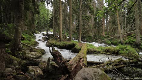 Río-De-Montaña-En-El-Bosque-En-Cámara-Lenta.-Hermoso-Paisaje-De-Vida-Silvestre.