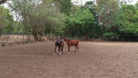 horses | horse racing | race horses | stud farm in india