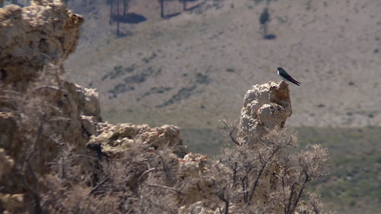 Un pájaro oscuro y solitario está encaramado en la cima de una alta y erosionada formación de toba cerca del lago Mono, California.