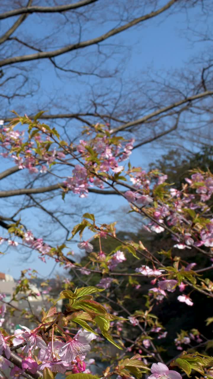 Delicati fiori di sakura rosa sbocciano sui rami degli alberi durante una soleggiata giornata primaverile in Giappone.
