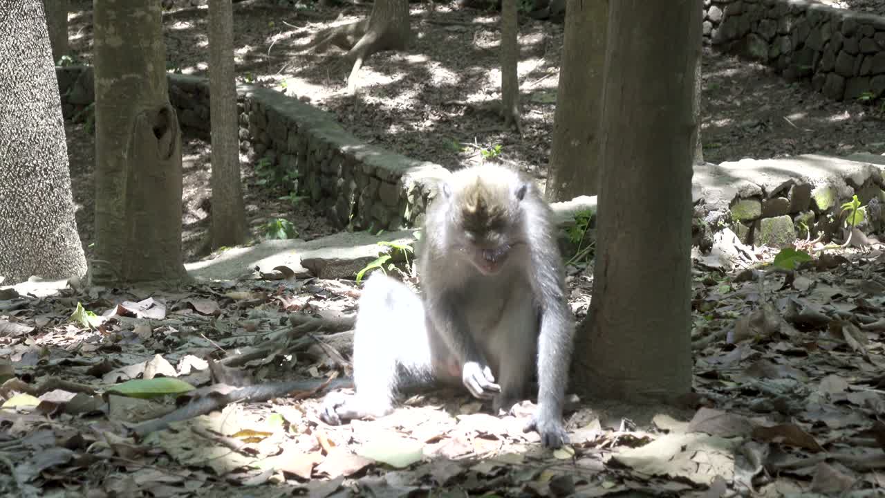 el macaco crabídeo, macaca fascicularis, también conocido como el macaco de cola larga, sangeh monkey forest bali