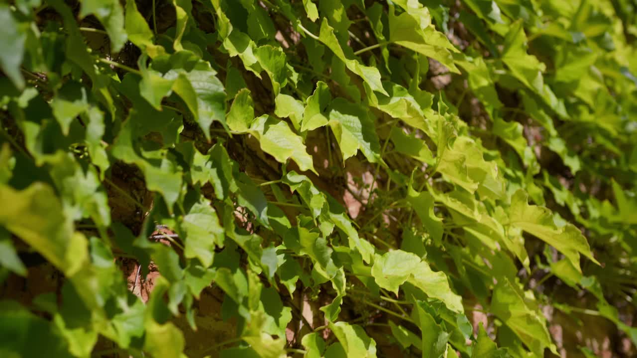 Close-up shot of green plants blowing in the wind on the wall of a Tuscany villa, under the warm summer sunlight