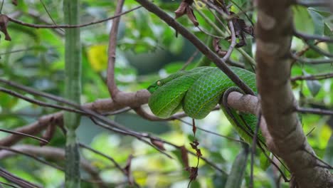 la cámara hace zoom hacia afuera deslizándose hacia la derecha mientras mira hacia la izquierda, la víbora de la fosa de vogel, trimeresurus vogeli, tailandia