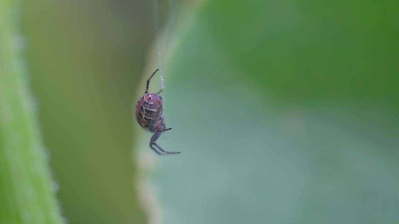 vista trasera de una araña versicolor alpaida sentada en su telaraña