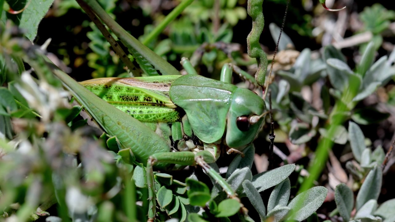 Closeup of a large green coloured Bush Cricket well camouflaged amongst vegetation. Gran Sasso National Park. Italy