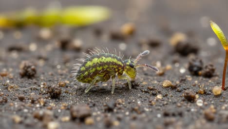 a close-up observation of a tiny green springtail walking across the soil, showcasing its unique features and the surrounding environment