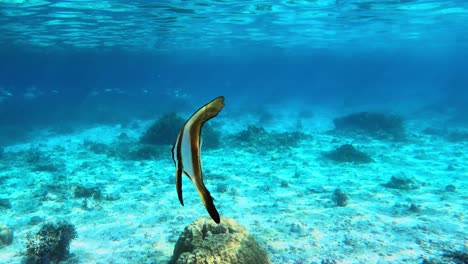 Nahaufnahme-Von-Teira-Fledermausfischen,-Die-Auf-Dem-Klaren-Blauen-Wasser-Des-Meeres-Schwimmen