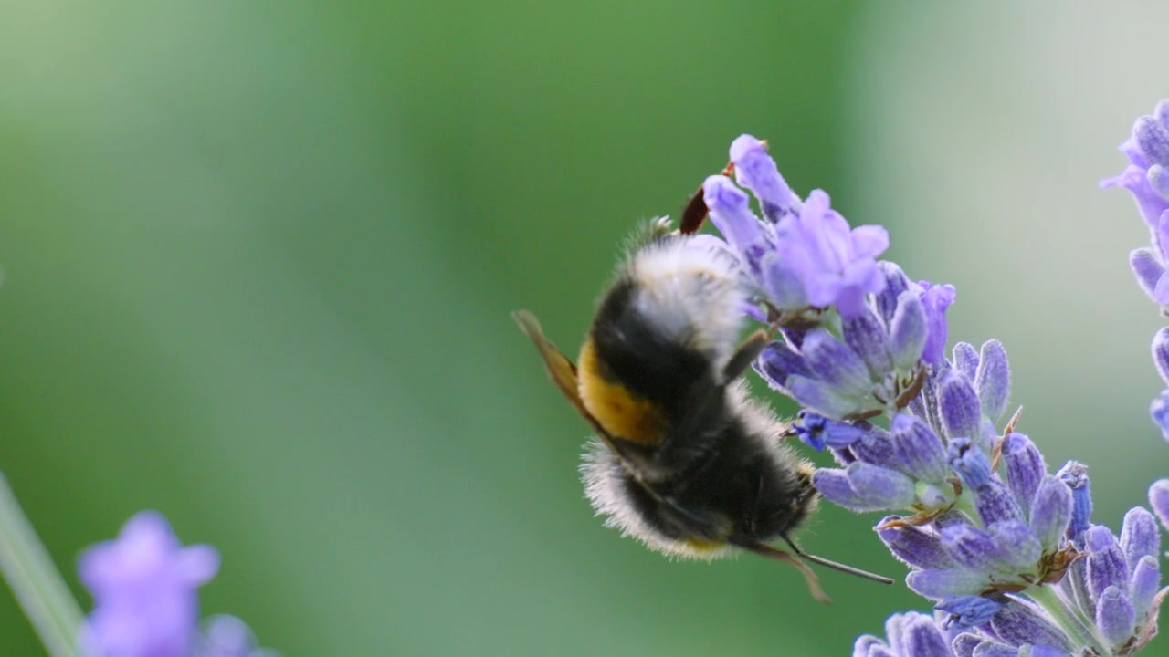 Close-up Lebah Bumble menjelajahi dan menyerbuki tanaman lavender selama musim panas di Inggris.