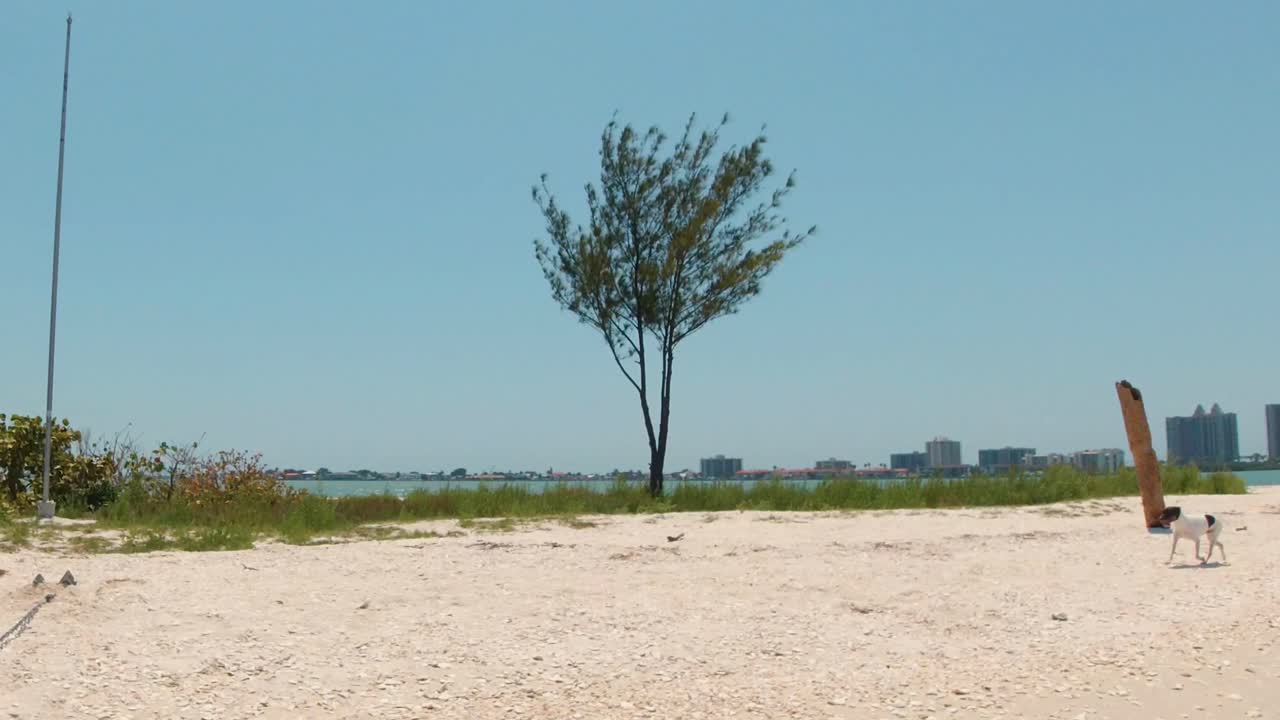 A dog strolls across a sandy beach on a bright day, with a city skyline visible across the water in the background