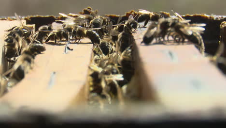 bees in a beehive