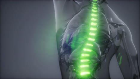 dolor de espalda en los huesos de la espalda