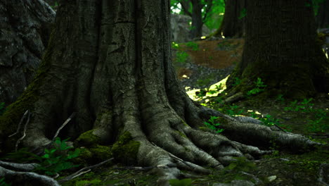 ancient tree roots emerge from the forest floor in a serene woodland setting