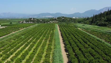 neretva valley, flying over agriculture plantation fields in delta of river neretva in south croatia - aerial drone view