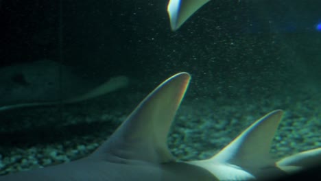 shark tail fin is displayed as a shark rests at the shark aquarium at the amusement and animal theme park ocean park in hong kong