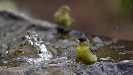 lesser goldfinch taking a bath in a water fountain