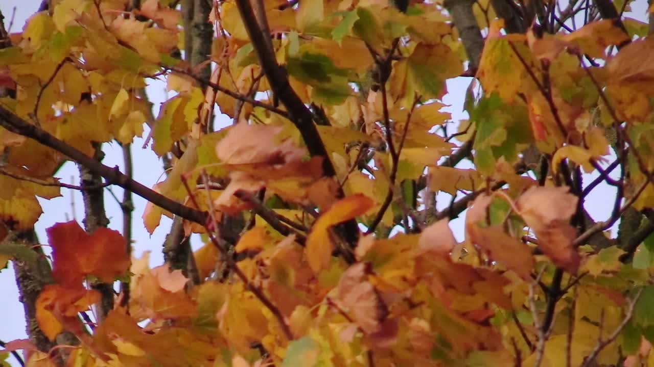 zoom outshot de algunos árboles en otoño en la ciudad de dublín en noviembre