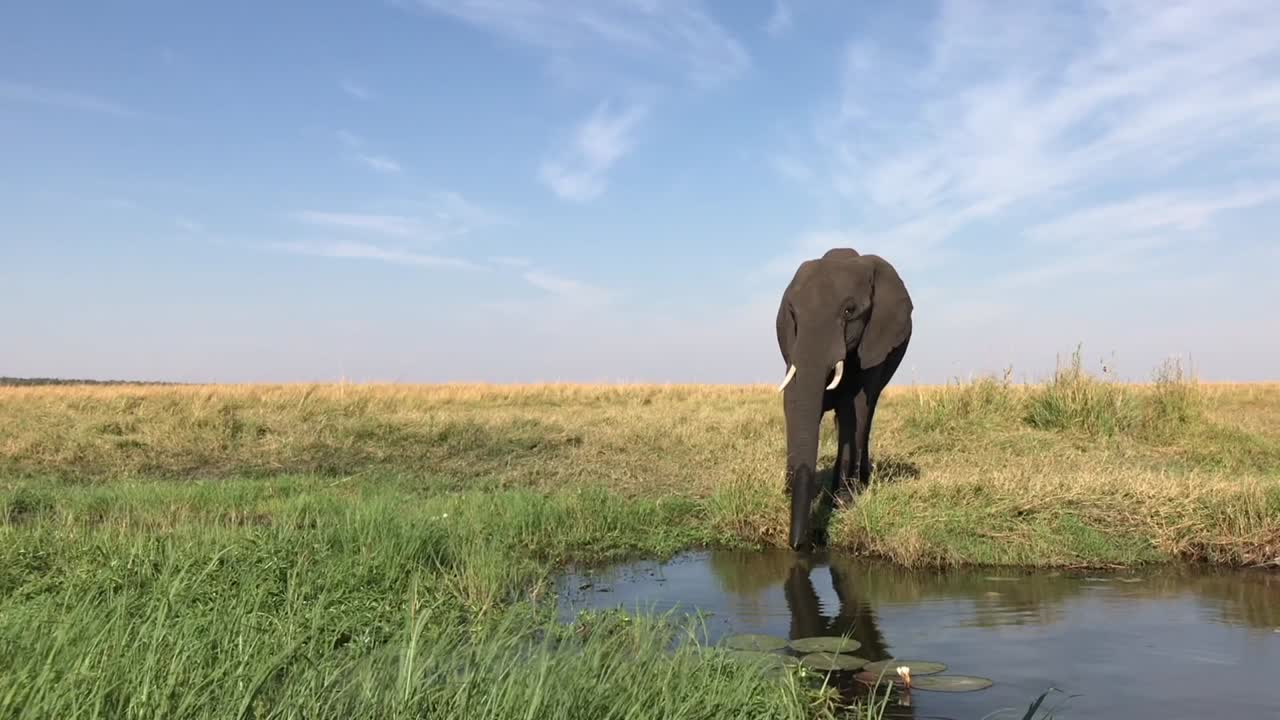 un elefante vigila con cautela a los visitantes del safari mientras bebe del río.