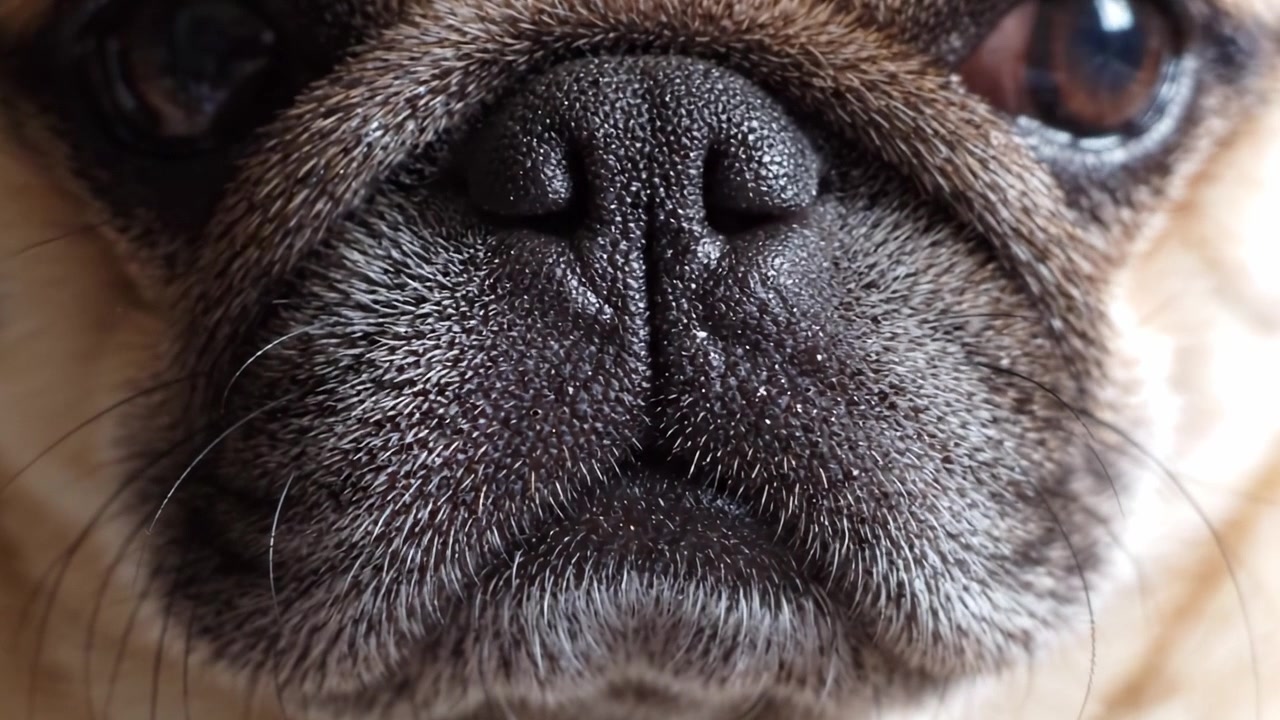 A Close-Up Exploration of a Pug's Distinct Features, Capturing the Unique Texture and Expressions of this Beloved Canine Companion