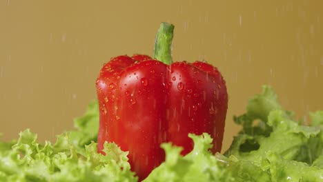 Red Bell Pepper and Lettuce