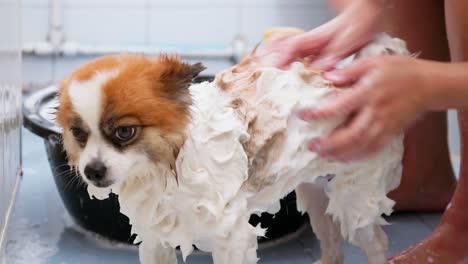 mujer manos bañando perro en la bañera