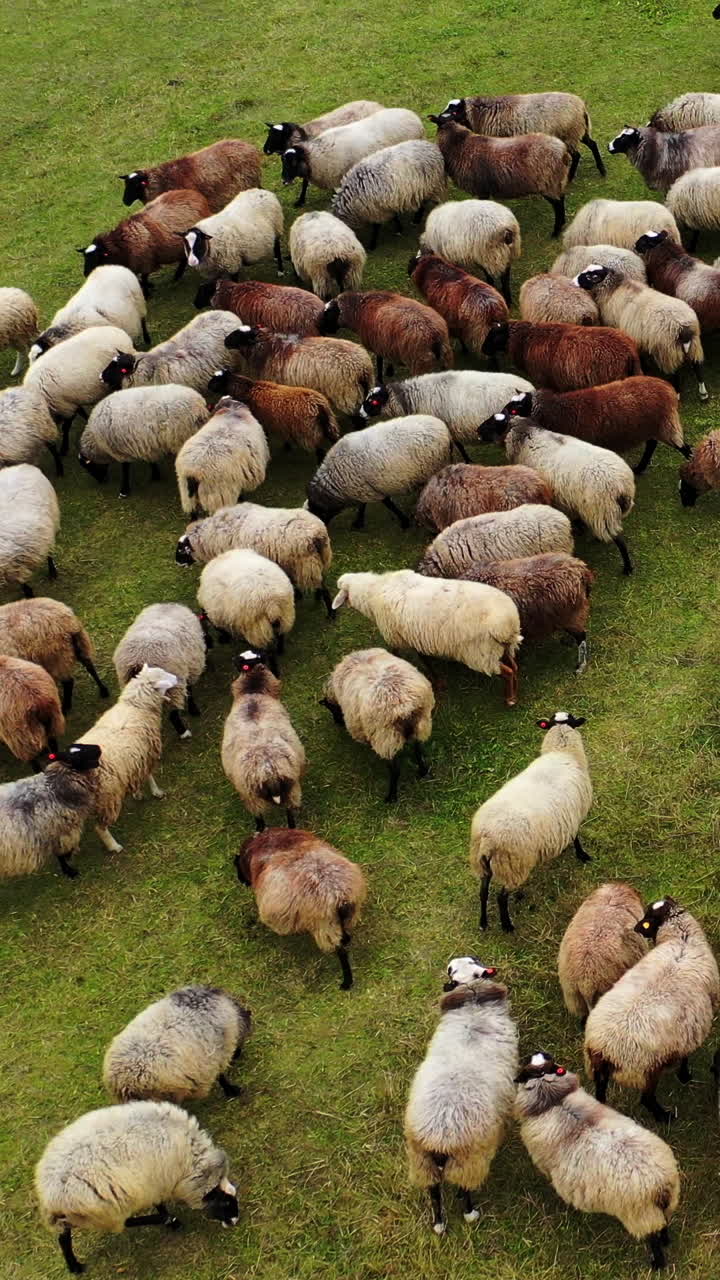 Beautiful fluffy sheep. Herd of brown and white domestic animals grazing on pasture. Flock of sheep on field. Top view. Vertical video