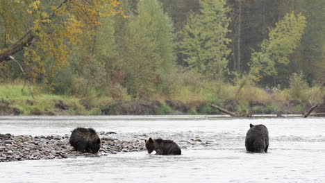 tres osos grizzly nadando y pescando en el río en el gran bosque lluvioso de osos en columbia británica, canadá