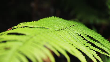 close up of a leaf of fern moving by the wind