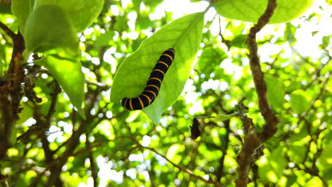 Oruga-Comiendo-Hojas-De-árboles.-Arreglar-La-Cámara