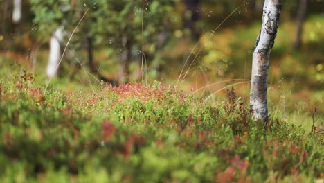 Pan-shot-of-small-grass-berries-in-Norwegian-natural-forest_Depth-of-field-shot