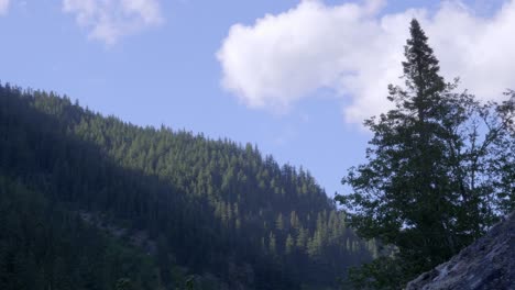 wilderness landscape with mountain and coniferous trees, static, day