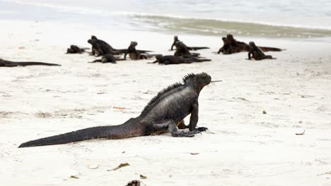 a marine iguana sits on a sandy beach on santa cruz island in the galápagos islands as many other marine iguanas sit close to the ocean in the background