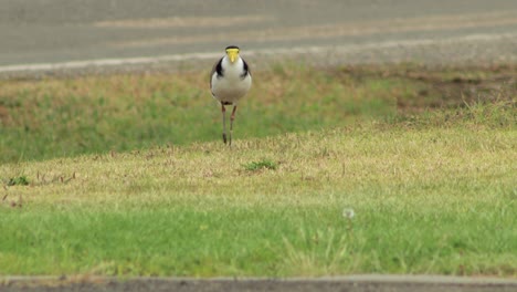 masked lapwing plover walking along grass front yard