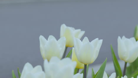 un racimo de tulipanes blancos con centros amarillos florece elegantemente, las flores resaltadas contra un fondo gris suave