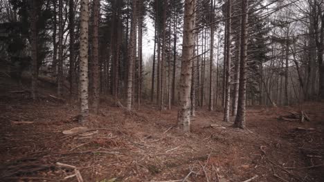 Toten-Spukwälder-Von-Montseny-Spanien