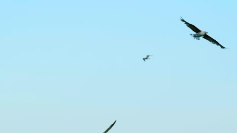 Slow motion of seagulls flying in the clear sky. Natural flight of sea gulls waving their wings in the air. Animal wildlife.