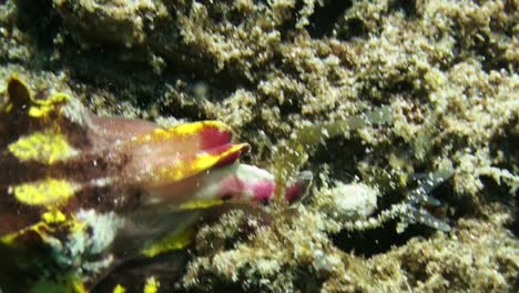 flamboyant cuttlefish searching in reef holes for food, using its sticky tongue to catch prey, close-up shot showing head and arms