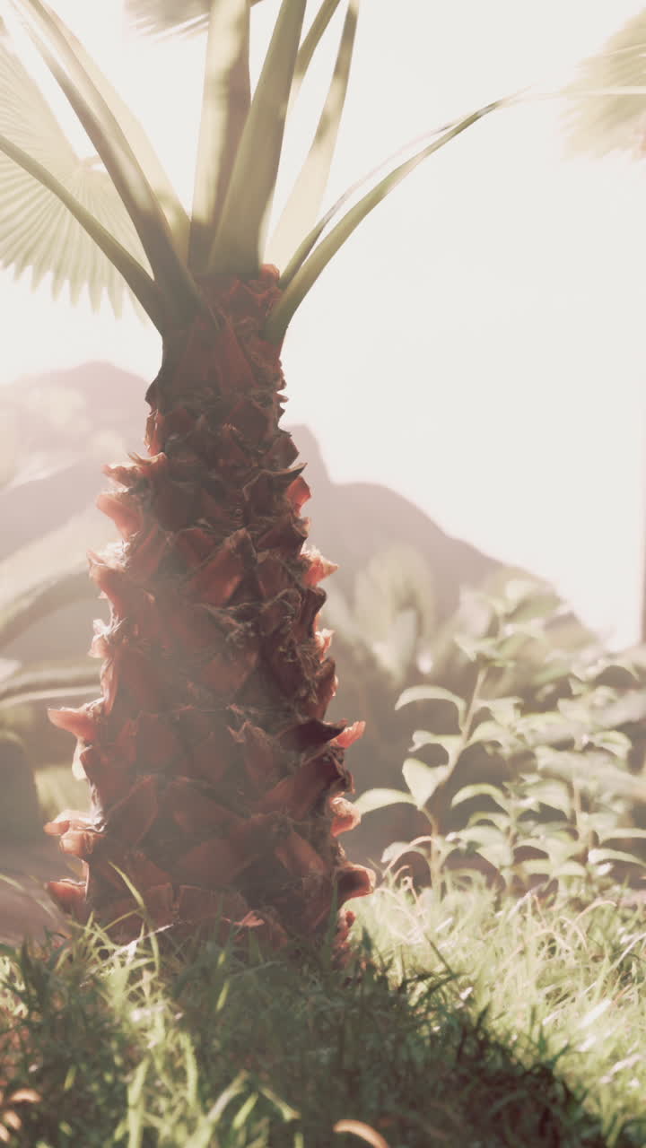 palmera en una jungla tropical