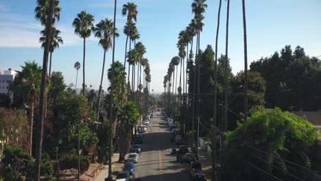 palm tree lining street in hollywood