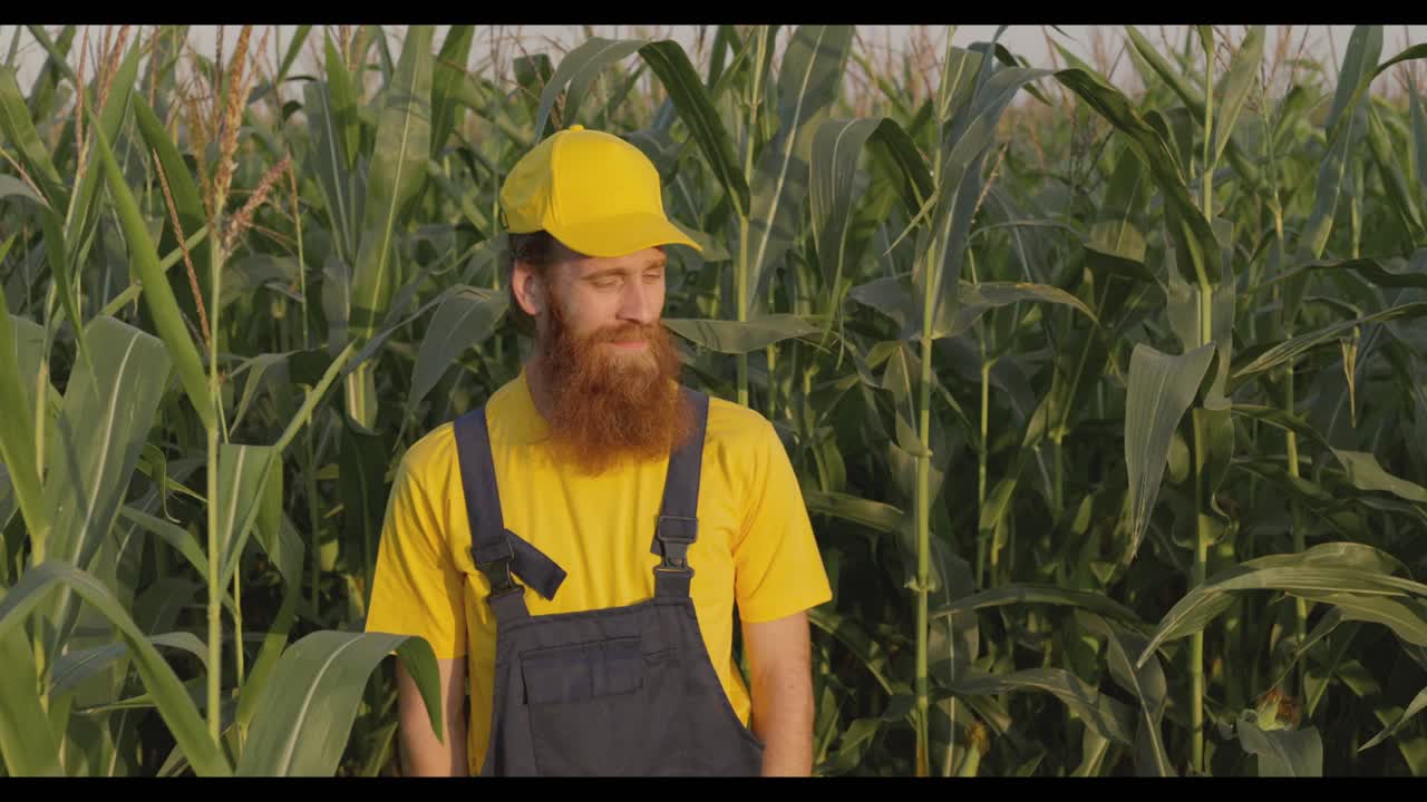 Un homme dans un champ de maïs