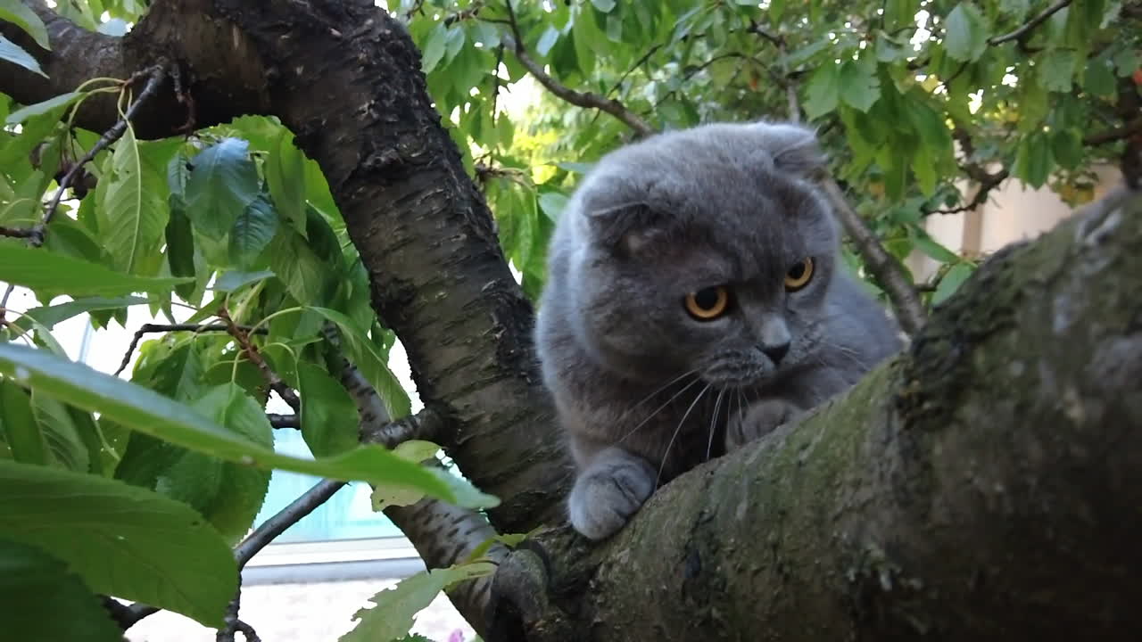 オレンジ色の目をしたスコティッシュフォールドの猫が木に登っているクローズアップ