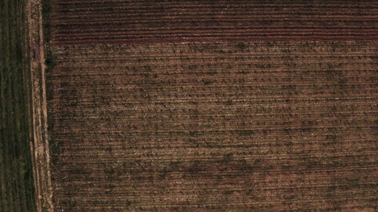 volar de arriba hacia abajo sobre la vista de un viñedo marrón seco