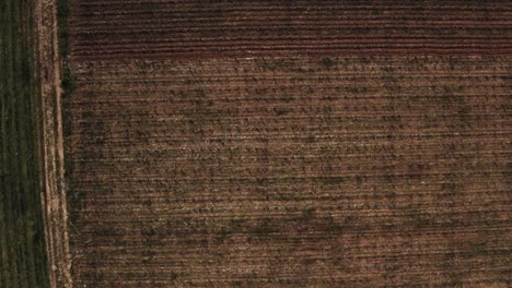 Top-down-fly-over-view-of-a-dry-brown-Vineyard