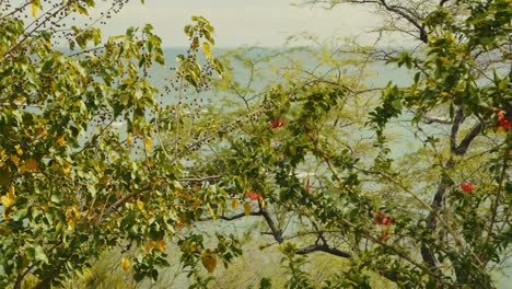 Eine-Gruppe-Von-Bougainvillea-Sträuchern-Oder--Reben-Ziert-Die-Küste-Mit-Ihren-Kräftigen-Roten-Blüten-In-Oahu,-Hawaii