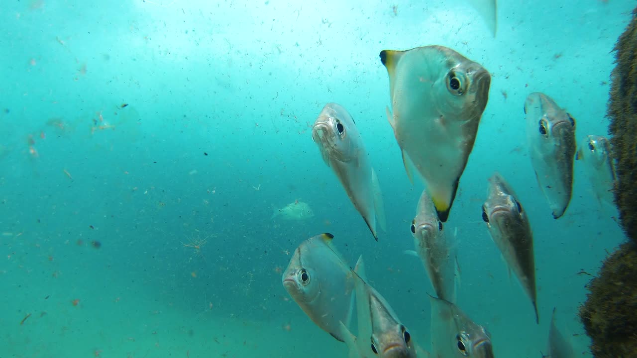 A curious school of silver fish swims gracefully near the ocean floor, captured in crystal-clear blue waters with marine life and rocky formations in the background.