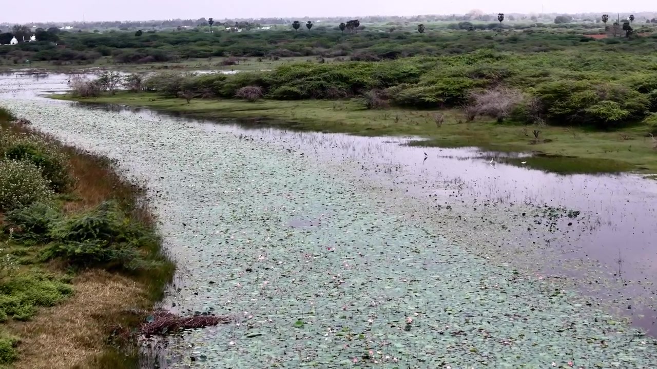 Drone shot capturing a scenic road running alongside a vast lotus-filled wetland, bordered by green marshes and dense vegetation. aerial perspective highlights the harmony between freshwater ecosystem