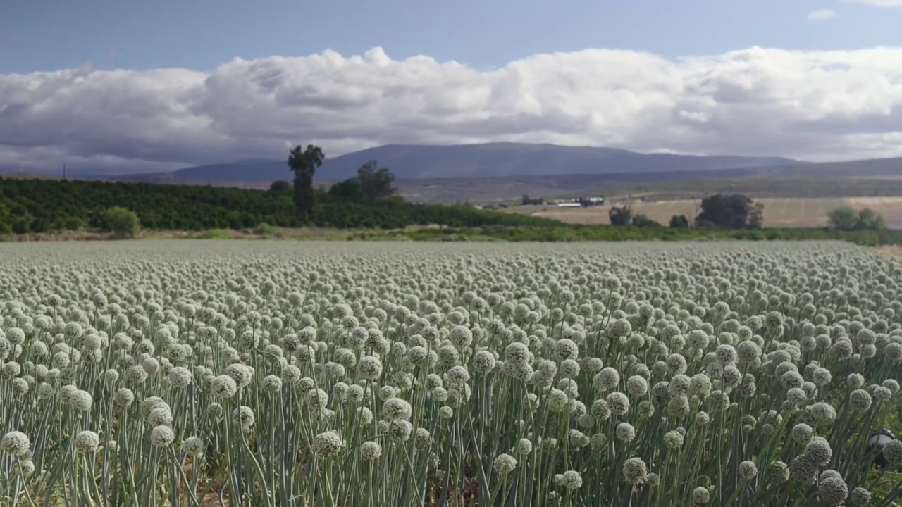Campo di fiori di cipolla bianca in una fattoria con montagne sullo sfondo