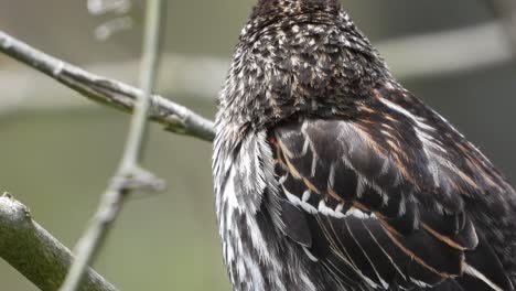 close up of a sparrow sitting on a branch and flying off